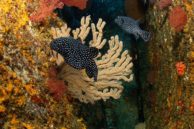 Private Beginner Scuba Diving Experience in Cabo San Lucas - Safety and Medical Screening: What to Handle Before You Go