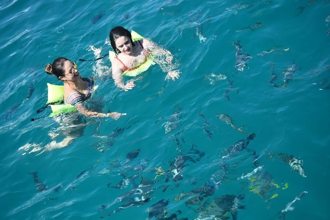 Private Catamaran Snorkeling Cruise in Los Cabos - Wildlife Chances on the Water: Whales, Sea Lions, Dolphins, and More