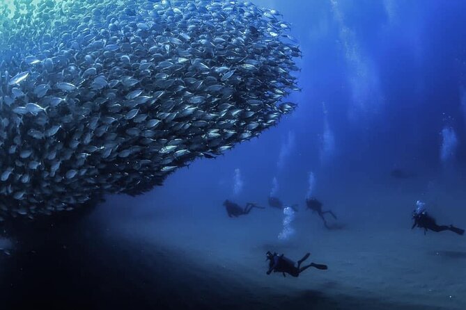 Private Dive Boat for Certified Divers - Cabo San Lucas - Key highlights worth knowing