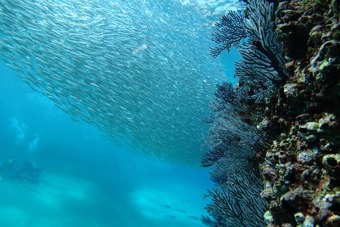 Private Dive Boat for Certified Divers - Cabo San Lucas - On-Board Comfort: Snacks, Drinks, and a Built-In Souvenir Camera