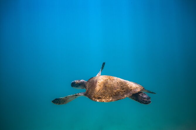 Private Dive Boat for Certified Divers - Cabo San Lucas - Your Guide Matters: Instructor-Led Safety and Real English Support