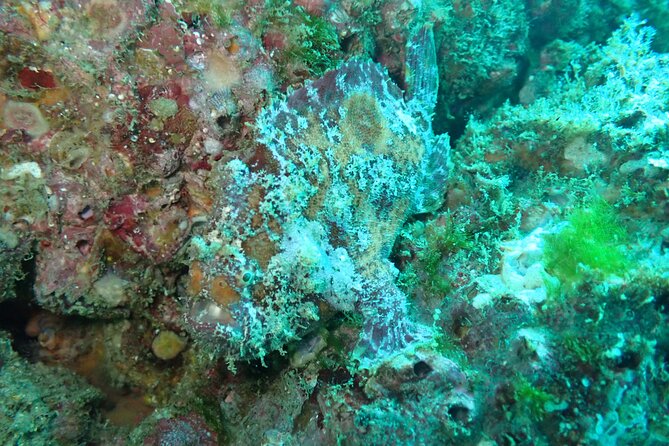 Private Dive Boat for Certified Divers - Cabo San Lucas - Weather-Dependent Days: The One Part You Can’t Control