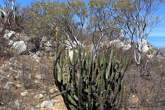 PRIVATE Fun Hiking Tour with Awesome Views - Two Hours in Cabo That Don’t Waste Your Energy
