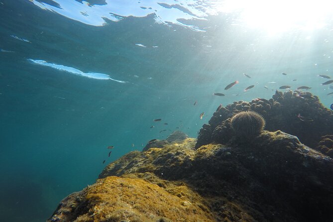 Private Guided Snorkeling in Cabo San Lucas - Snorkeling Time: Gear, Professional Guidance, and Level-Based Pacing