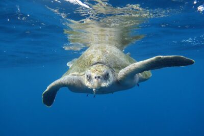 Private Guided Snorkeling in Cabo San Lucas - The El Arco Photo Stop: Quick, Iconic, and Actually Helpful