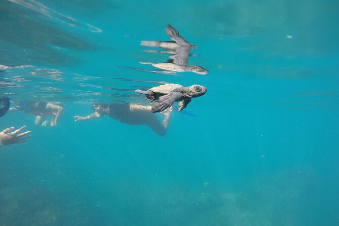Private Guided Snorkeling in Cabo San Lucas - Your Underwater Photos: Why the Google Drive Link Is More Than a Bonus