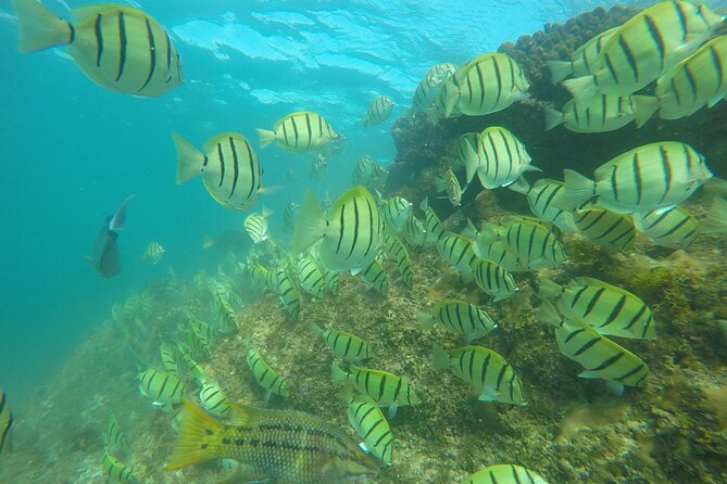 Private Guided Snorkeling in Cabo San Lucas - What’s Included vs. What’s Not: Simple, Clear, Fair