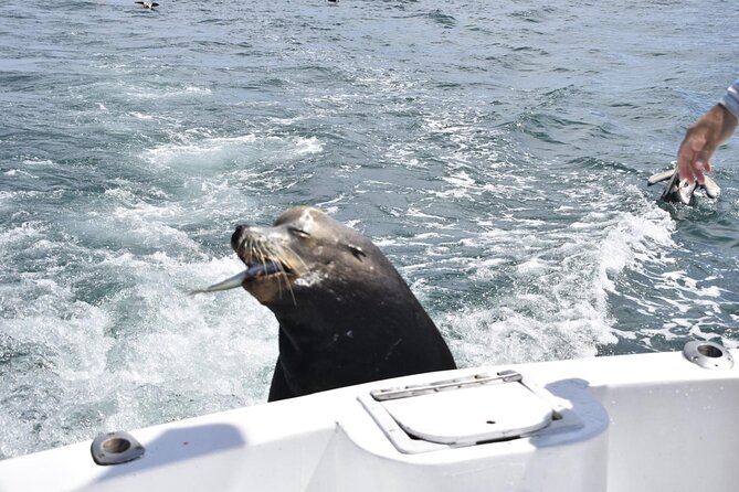 Private Half-day Deep Sea Fishing Charter in Cabo San Lucas - Catching Something Means You’ll Want the Cooking Plan