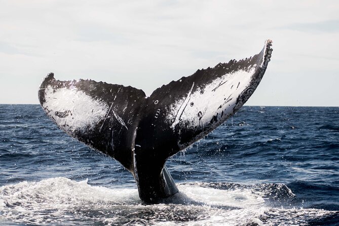 Private Humpback Whale Watching in Cabo San Lucas - Private 2.5-hour whale watching from CaboTrek: what your time on the water is really like