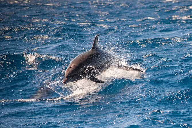 Private Humpback Whale Watching in Cabo San Lucas - When the whales show: what the marine biologist adds beyond spotting