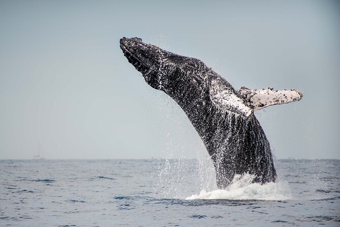 Private Humpback Whale Watching in Cabo San Lucas - How to get the most out of your Cabo whale watching day