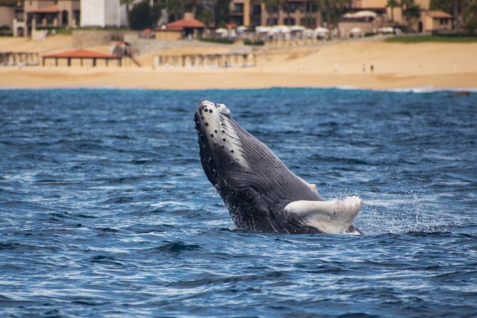 Private Humpback Whale Watching in Cabo San Lucas - Who this private humpback whale watching tour suits best