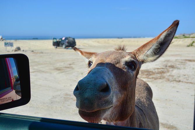 Private Jeep Tour Cabo Pulmo - Cabo Pulmo Marine Preserve: why this stop matters for snorkeling