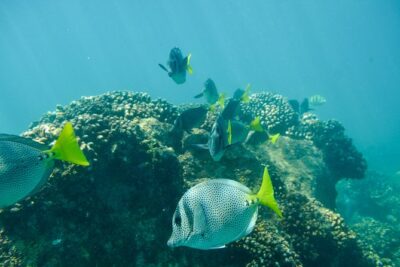 Private Los Cabos snorkeling tour to Chileno bay and Santa Maria cove - From pickup to water time: how the 2.5 hours plays out