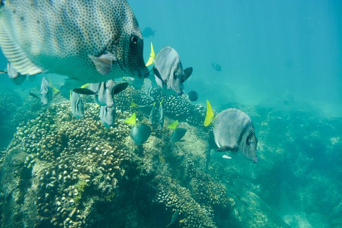 Private Los Cabos snorkeling tour to Chileno bay and Santa Maria cove - Pickup and meeting points you should know before you go