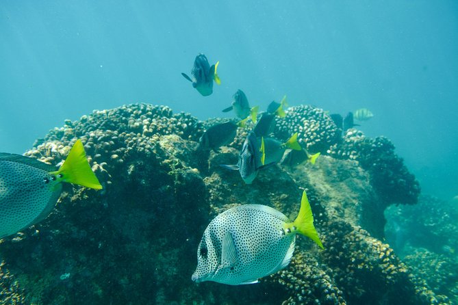 Private Los Cabos snorkeling tour to Chileno bay and Santa Maria cove - From pickup to water time: how the 2.5 hours plays out