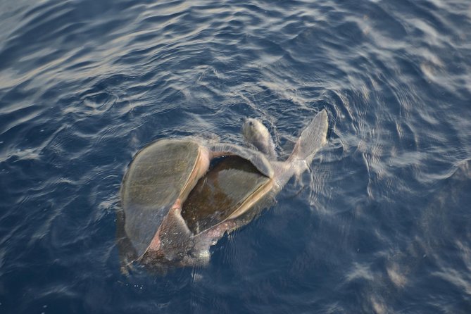 Private Snorkel Cruise in Cabo San Lucas - Sea lions colony: wildlife viewing without turning it into a circus