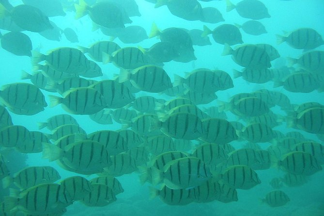 Private Snorkel Cruise in Cabo San Lucas - Gear, life jackets, and the party-boat reality