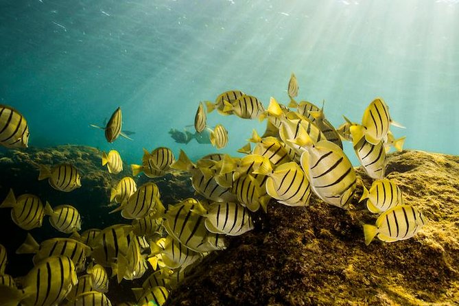 Private Snorkeling Tour in Cabo San Lucas - Private Cabo snorkeling that feels custom, not canned