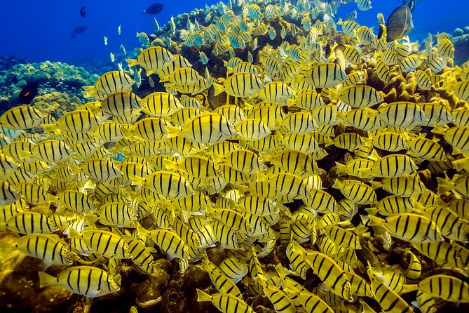 Private Snorkeling Tour in Cabo San Lucas - What’s included: the stuff that saves you money and hassle