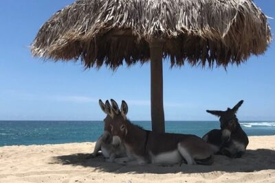 Private Surf Lesson in Baja, East Cape - Coaching You Can Use: From Paddling to Pop-Up