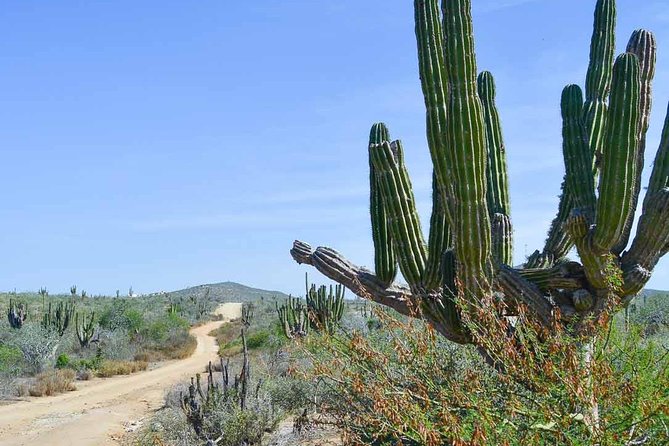 Private Todos Santos Jeep - Punta Lobos View Stop: Quick, Scenic, Worth It