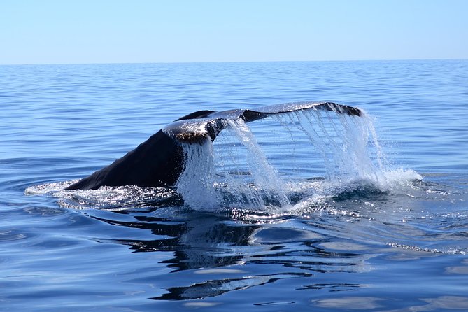 PRIVATE Whale Watch Tour | Cabo San Lucas | Biologist | FREE Pics - Whale Watching From Cabo San Lucas, With a Biologist at the Helm