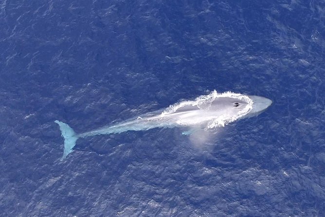 PRIVATE Whale Watch Tour | Cabo San Lucas | Biologist | FREE Pics - Out in the Bay and Beyond: Where the Whales Show Up