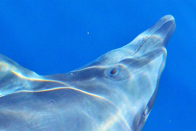 PRIVATE Whale Watch Tour | Cabo San Lucas | Biologist | FREE Pics - Free Photos, and How to Make Sure You Get Them