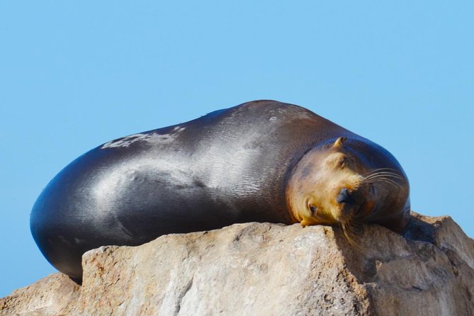 PRIVATE Whale Watch Tour | Cabo San Lucas | Biologist | FREE Pics - What to Bring, What They Provide, and Comfort Tips