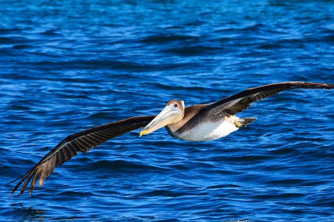 PRIVATE Whale Watch Tour | Cabo San Lucas | Biologist | FREE Pics - Seasonality and the Whale Sighting Guarantee (Mid-December to Mid-April)