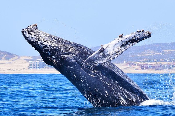 PRIVATE Whale Watch Tour | Cabo San Lucas | Biologist | FREE Pics - Is This Tour Worth It for Your Group?