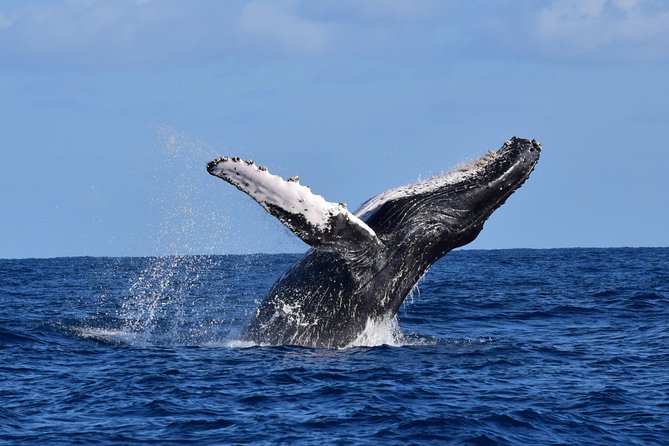 PRIVATE Whale Watch Tour | Cabo San Lucas | Biologist | FREE Pics - Private by Design: What You’re Really Paying for at $369.50