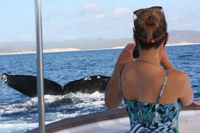 Private Whale Watching in San José del Cabo - Key Things to Know Before You Go