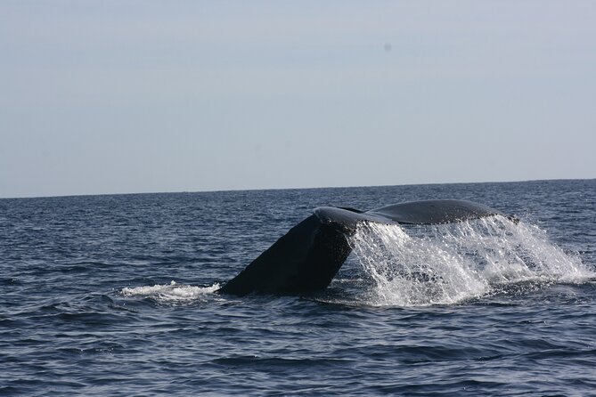 Private Whale Watching in San José del Cabo - San José del Cabo Whale Watching: Why This Port Works
