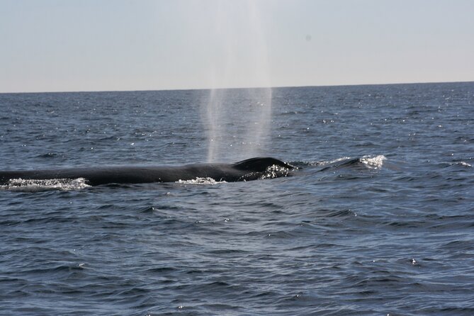 Private Whale Watching in San José del Cabo - The Hydrophone Moment: Whale Song Up Close