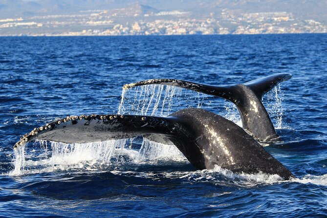 Private Whale Watching in San José del Cabo - Timing: When You’ll Head Out From San José del Cabo