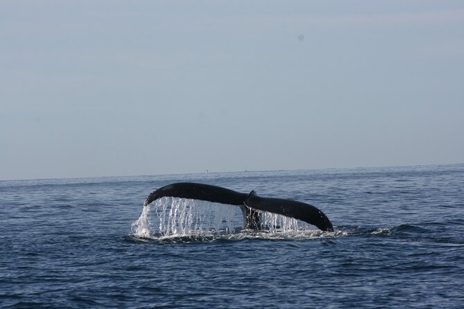 Private Whale Watching in San José del Cabo - Meet-Up, Transport, and Getting Started Without Stress