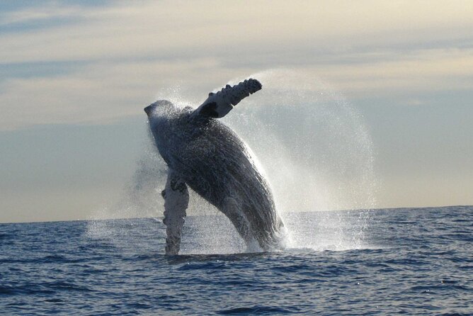 Private Whale Watching in San José del Cabo - The Guide-Captain Team: Why It Changes the Whole Trip