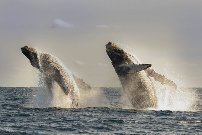 Private Whale Watching in San José del Cabo - Private By Design: What “Customize the Tour” Means
