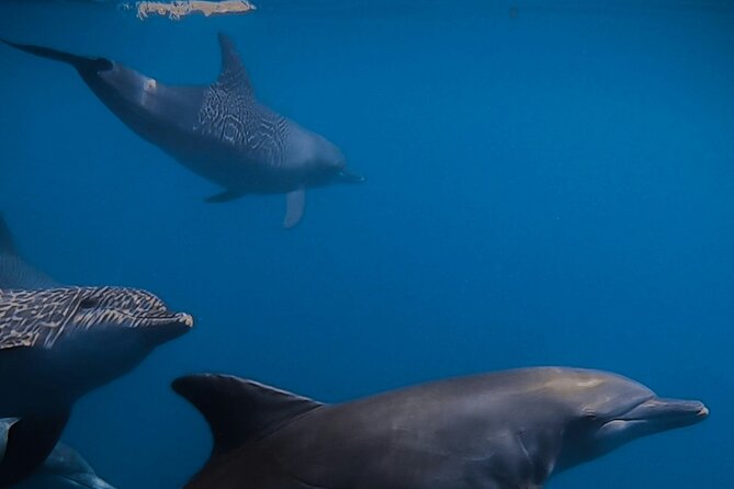 Private Wild Dolphin Encounter Day Trip - From La Ventana to Cerralvo Island: the boat setup that matters