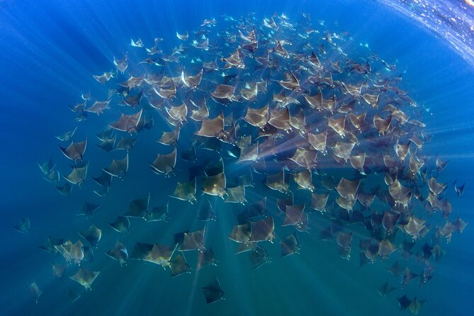 Private Wild Dolphin Encounter Day Trip - Lunch on a secluded beach and a possible reef swim