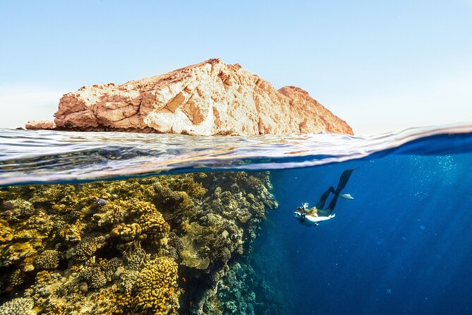 Private Wild Dolphin Encounter Day Trip - Price and value: does $295 make sense for this day?