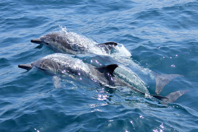 Private Wild Dolphin Encounter Day Trip - What the reviews emphasize: private feel and animal action