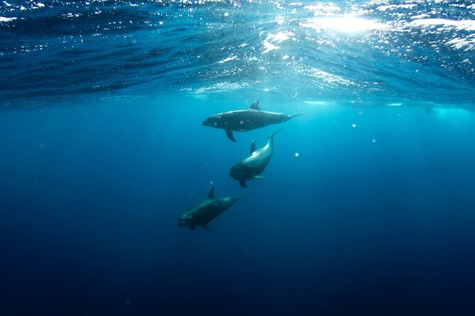 Private Wild Dolphin Encounter Day Trip - Who should book this wild dolphin encounter (and who might skip it)
