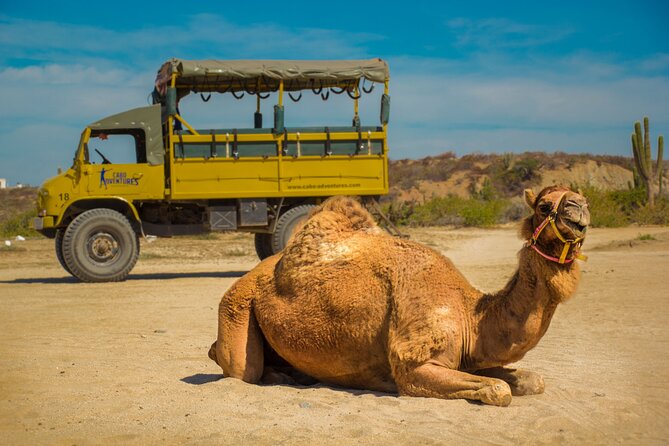 Safari with Camel Caravan to Explore Baja’s Nature, Culture and Cuisine - From Cabo pickup to Rancho Tierra Sagrada
