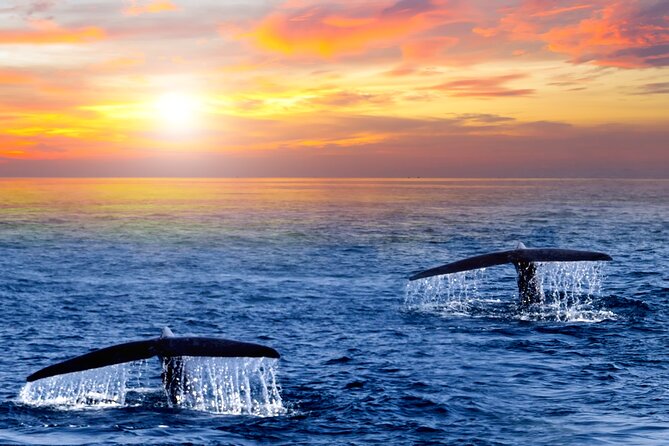 San Jose del Cabo Small-Group Sunrise Whale Watching - Key things I’d bet on before you book