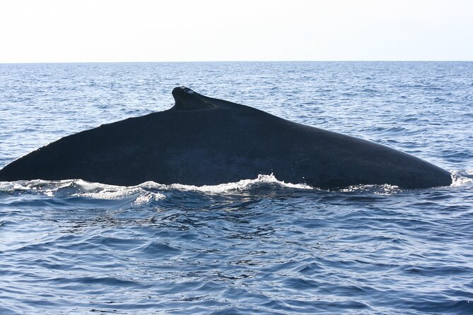 San Jose del Cabo Small-Group Sunrise Whale Watching - How the morning works on the water (and what each moment is for)