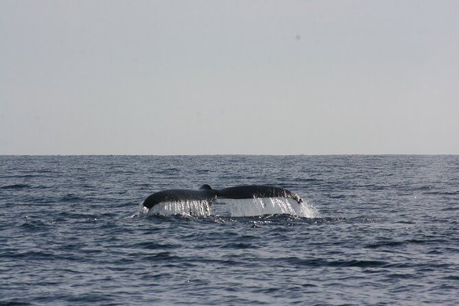 San Jose del Cabo Small-Group Sunrise Whale Watching - When this tour is best (and who will enjoy it most)