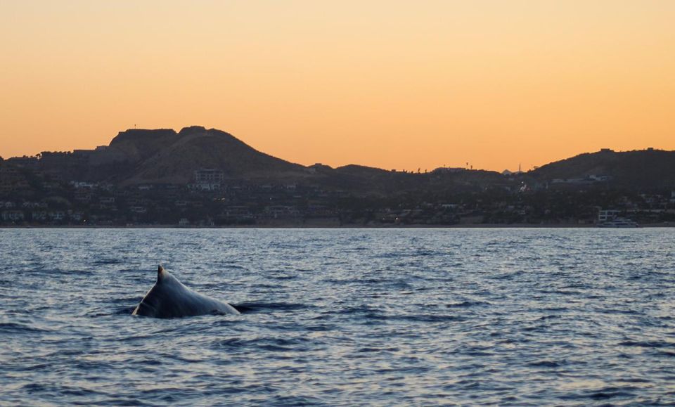 San Jose del Cabo Sunset Whale Watching - Who This Tour Is Best For